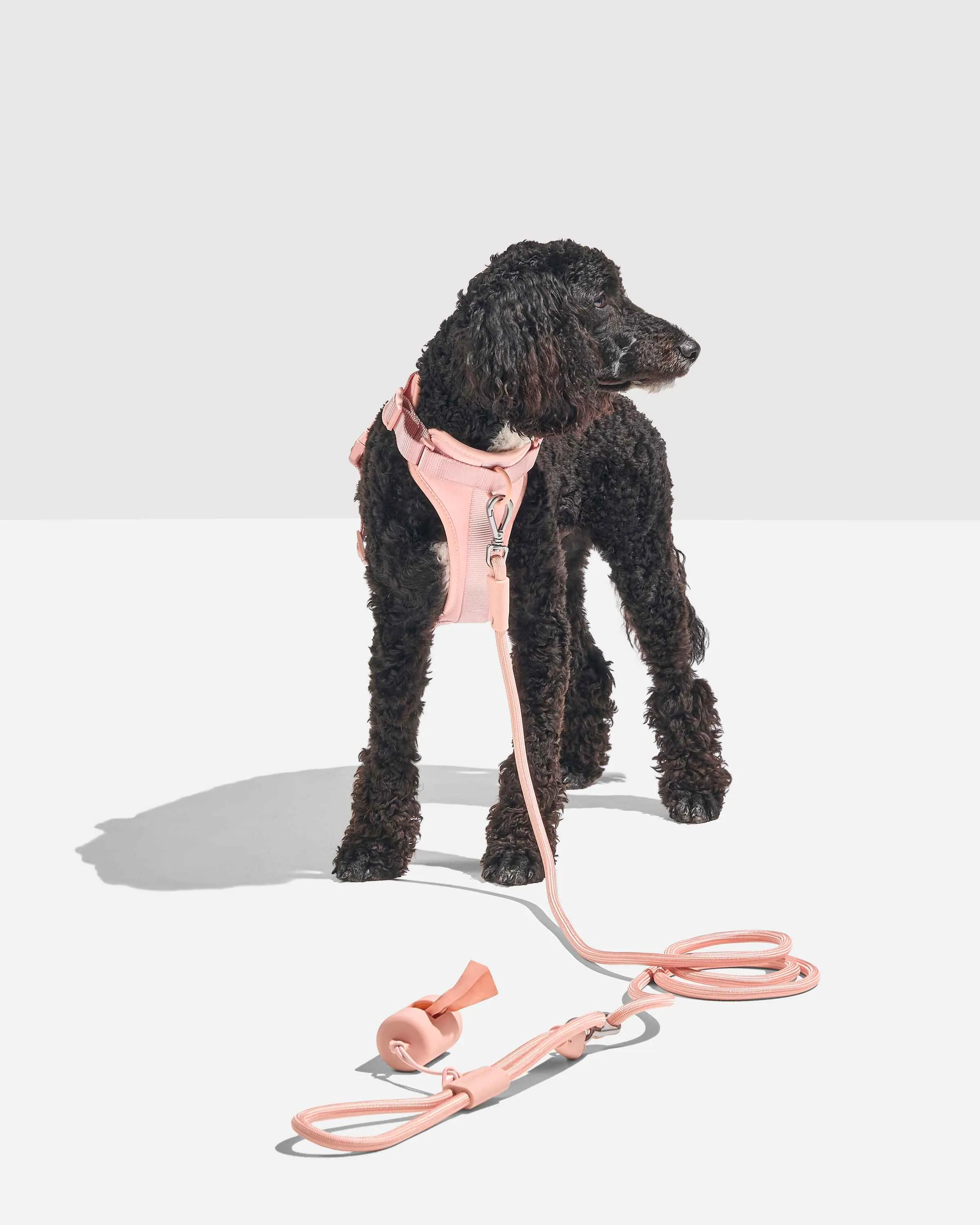 Hands-Free Harness Walk Kit